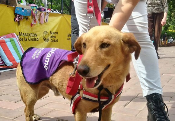 mascotas de la Ciudad