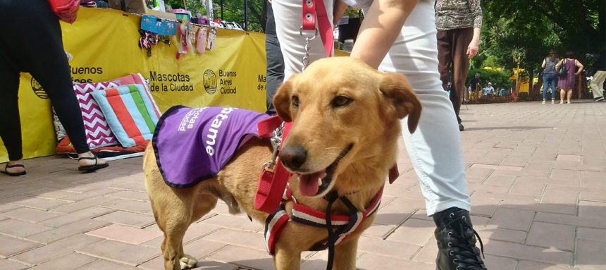 mascotas de la Ciudad