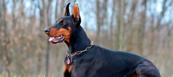 Prohibieron las mutilaciones de animales con fines estéticos