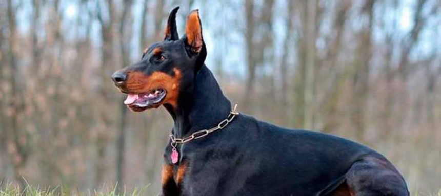 2052 Prohibieron las mutilaciones de animales con fines estéticos