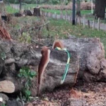 Denuncian la falta de mantenimiento del Parque Avellaneda por parte de la Ciudad