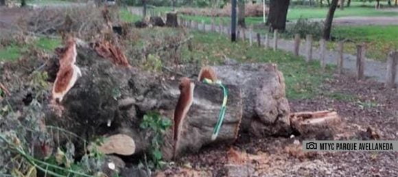 Solicitan información sobre el arbolado en el Parque Avellaneda
