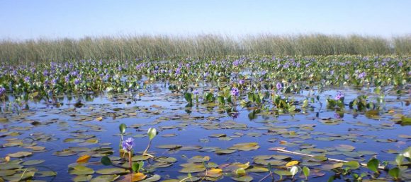 ¡Ley de Humedales ya!