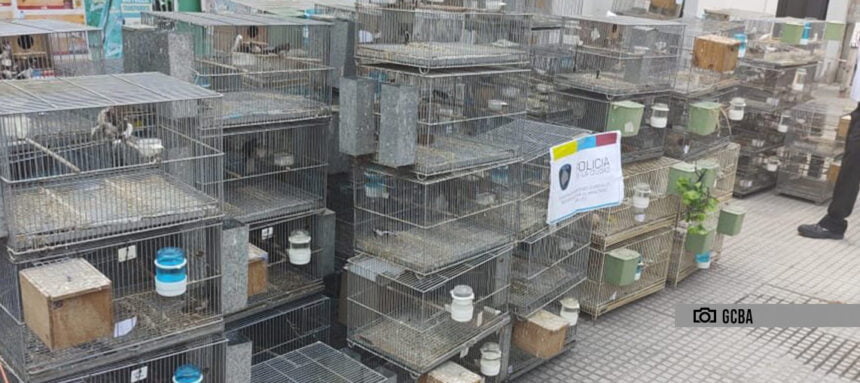 Encontraron más de 300 aves en un criadero ilegal en Liniers