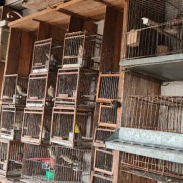 Se recataron más de 80 animales de un criadero ilegal en Mataderos