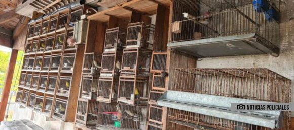 Se recataron más de 80 animales de un criadero ilegal en Mataderos
