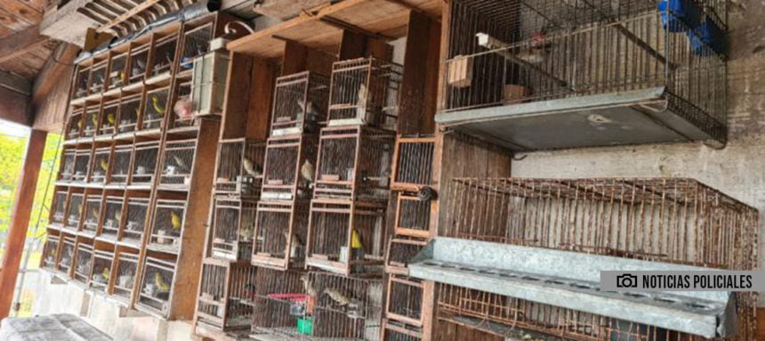 Se recataron más de 80 animales de un criadero ilegal en Mataderos