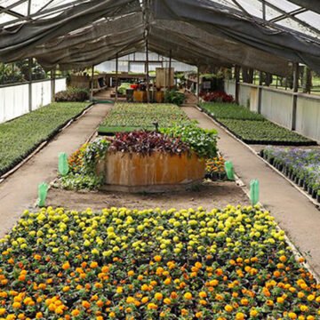 El Parque Avellaneda entregará 70 mil flores a los espacios verdes de la Ciudad