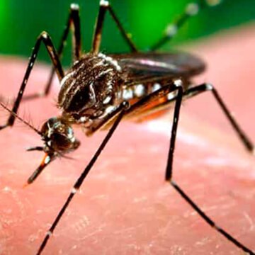 dengue