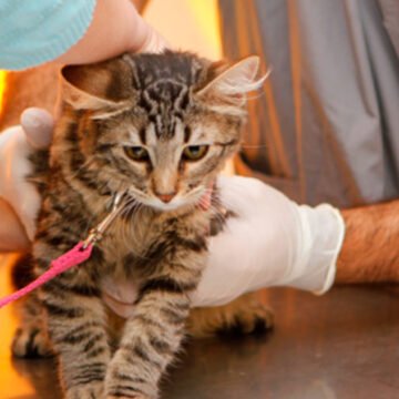 Mascotas: Castraciones gratuitas en el Parque Avellaneda