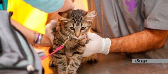 Mascotas: Castraciones gratuitas en el Parque Avellaneda