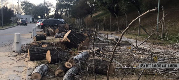 Denuncian la tala indiscriminada de árboles en el Parque Avellaneda