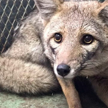 Un zorro por Barrio Naón