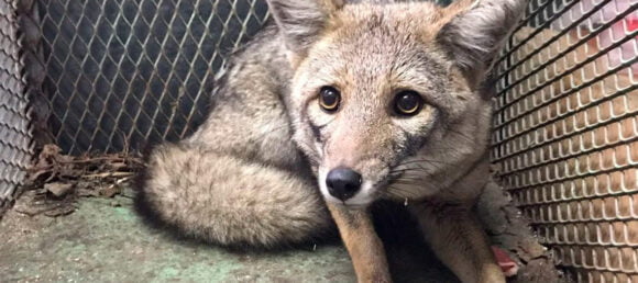 Un zorro por Barrio Naón