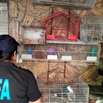 Mataderos: Rescataron aves y tortugas que iban a ser vendidas de forma ilegal