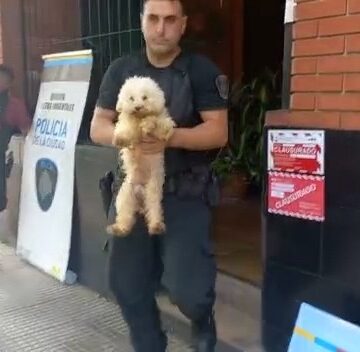 Liniers: rescataron 17 caniches de un criadero ilegal