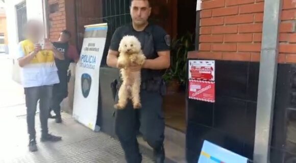 Liniers: rescataron 17 caniches de un criadero ilegal