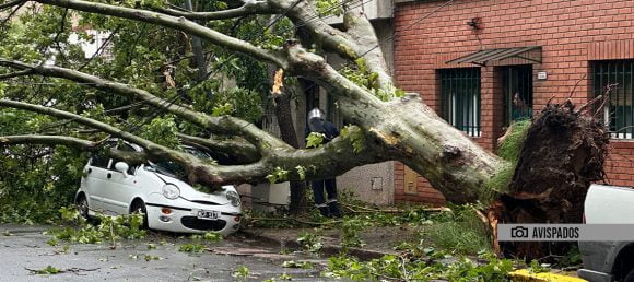 árbol aplastando un auto