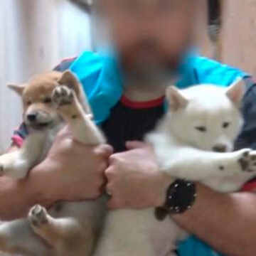 Clausuraron criaderos ilegales en Mataderos y Villa Crespo