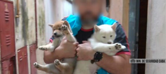 Clausuraron criaderos ilegales en Mataderos y Villa Crespo