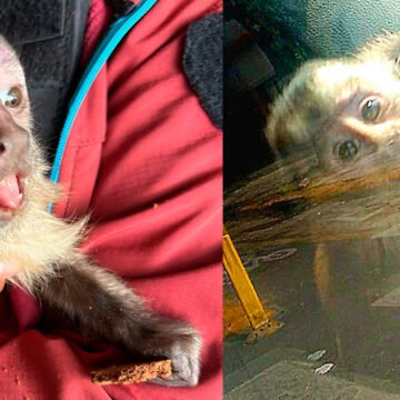 Rescataron a un mono en un allanamiento en Mataderos