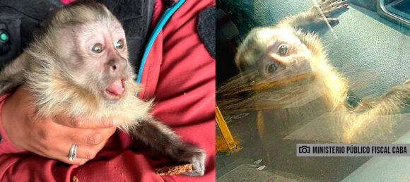 Rescataron a un mono en un allanamiento en Mataderos